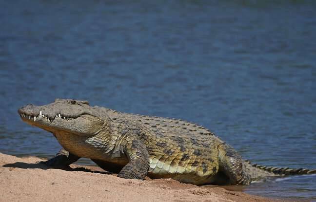 Australie : Attaqué par un crocodile, un sexagénaire se défend au couteau de poche