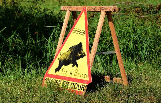 Hérault : Un chasseur blessé après avoir été violemment chargé par un sanglier