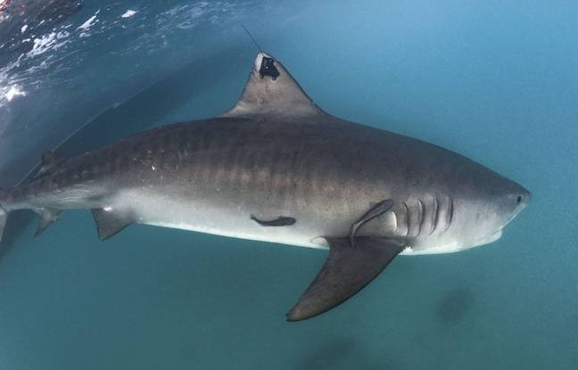 Brésil : Un touriste français mordu à la jambe par un requin