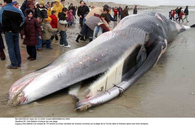 Calais : Une baleine blessée de 19 m vient mourir dans le port