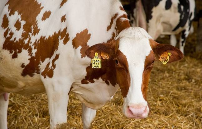 Lot-et-Garonne : Deux vaches retrouvées mortes, dont une démembrée, dans un champ