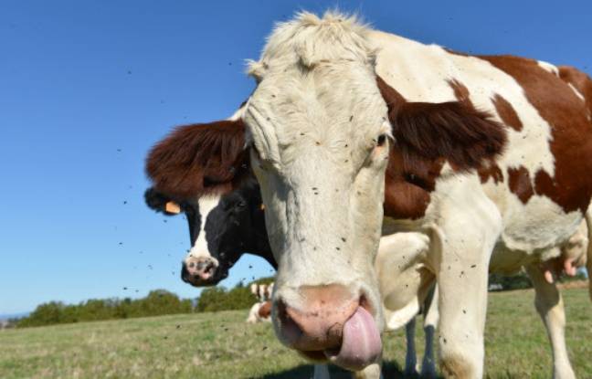 Rhône : Un homme de 83 ans meurt piétiné par une de ses vaches, qui venait de mettre bas