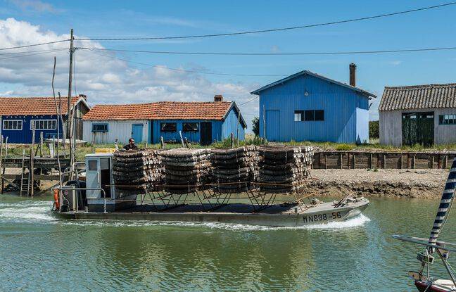 Charente-Maritime : Trois tonnes d’huîtres commercialisables pour Noël volées sur l’île de Ré