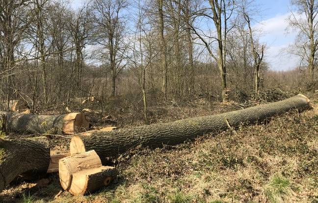 Moselle : Un homme soupçonné d’avoir vendu des arbres qui ne lui appartenaient pas