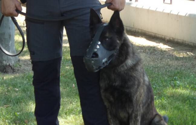 Perpignan : Un chien policier désarme un homme accusé de brandir une hache