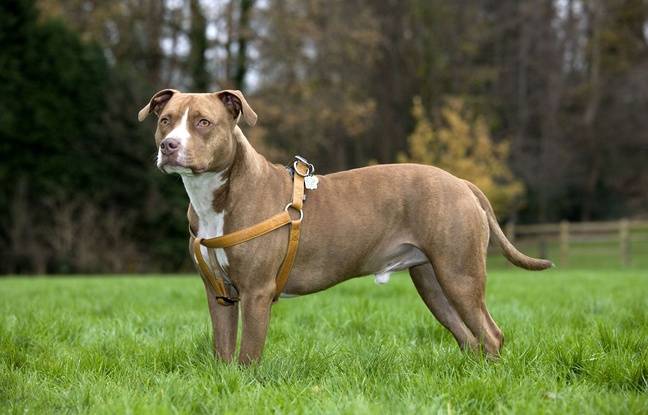 Essonne : Une adolescente, mordue par trois chiens, entre la vie et la mort