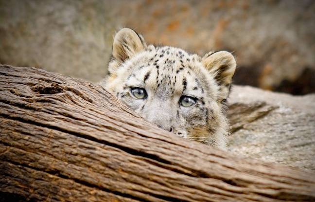 Kenya : Un léopard s’introduit dans une maison et sème la panique
