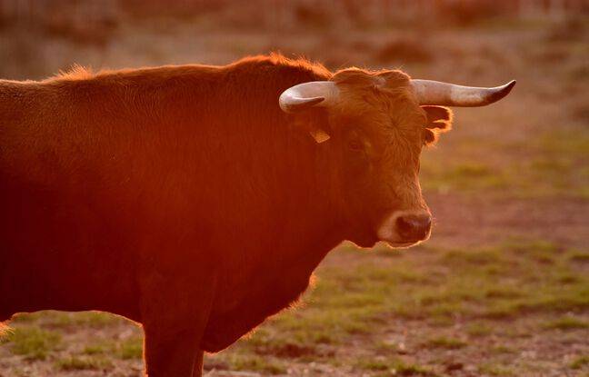 Gard : Un manadier transporté à l’hôpital après avoir été encorné par un taureau