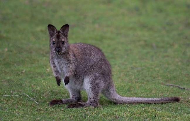 Seine-Maritime : Le wallaby recherché par les gendarmes depuis deux semaines retrouvé mort