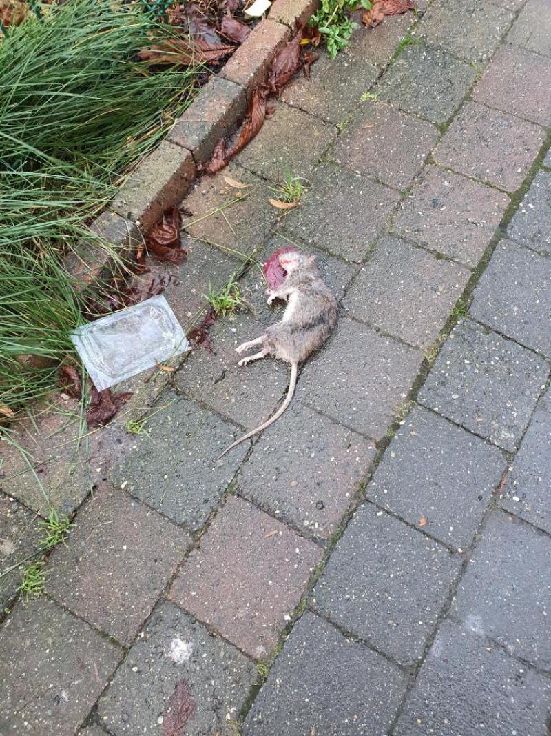 Une femme contrainte de dormir dans sa voiture : Sa maison est infestée de rats !