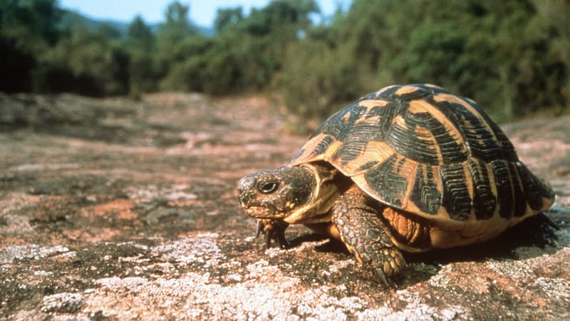 Corse: un homme condamné à deux mois de prison avec sursis pour avoir détruit des tortues d’Hermann