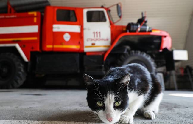 Lorient : Un chat allume les plaques et provoque un début d’incendie