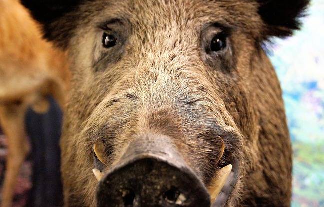 Nice : Un sanglier se balade en pleine rue