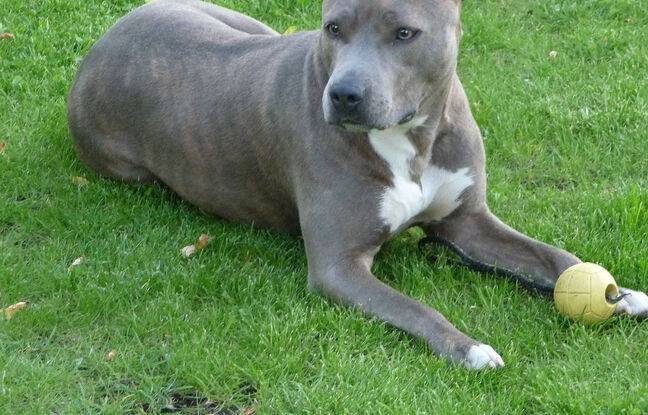 Côte-d’Or : Deux personnes grièvement blessées après avoir été attaquées par des chiens