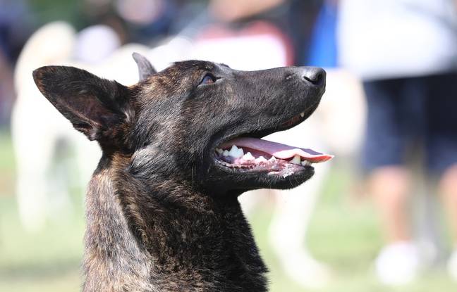 Lyon : Elle demande à son chien d’attaquer une policière, mordue à la Guillotière