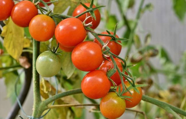 Lorraine : Une fillette héliportée à l’hôpital après s’être étouffée avec une tomate cerise