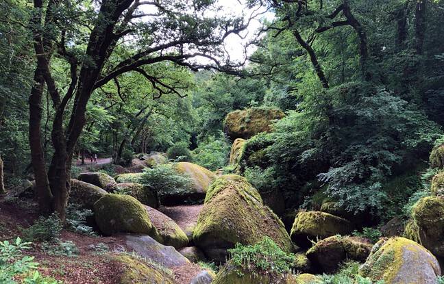 Vosges : Un sentier jonché de clous découverts par un ouvrier forestier