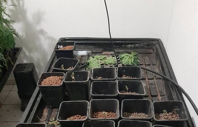 Hérault : Intrigués par une drôle d’odeur, les gendarmes découvrent 257 plants de cannabis