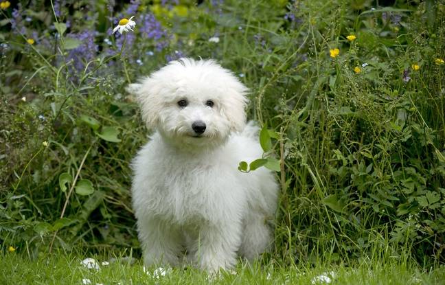 Lyon : Ils dévalisent un véhicule et repartent avec un chiot