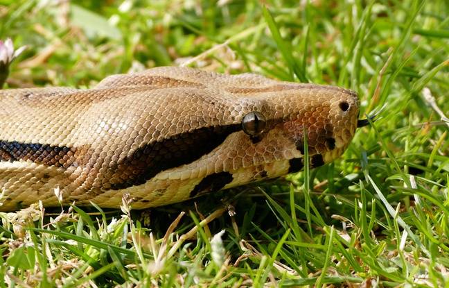 Seine-Maritime : Un couple de retraités croise le chemin d’un boa constricteur de plus de trois mètres de long