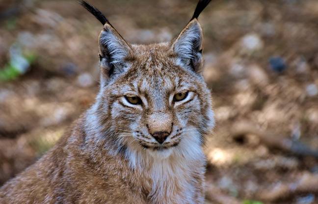 Haute-Savoie : Deux lynx tués par des voitures en seulement quelques jours