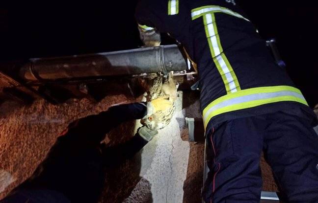 Hérault : Les pompiers sauvent une chouette dont la patte s’est coincée sur une gouttière