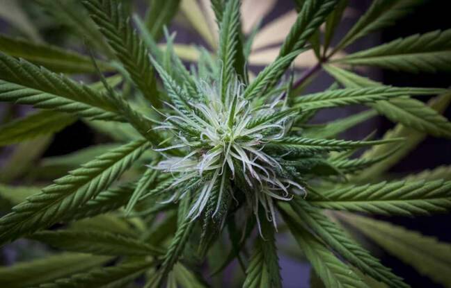 Toulouse : Un réseau « Ubershit » démantelé au nord de la ville