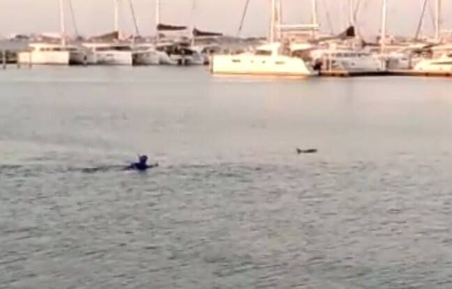 Gard : Appelés pour une personne égarée, les gendarmes sauvent un dauphin