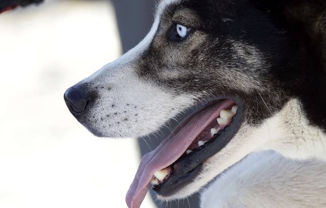 Vendée : Un appel à témoins après la mort d’un chien, jeté d’une voiture en marche