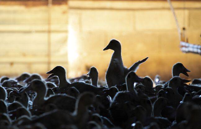 Maine-et-Loire : Un camion perd son chargement, des centaines de canards morts sur la route