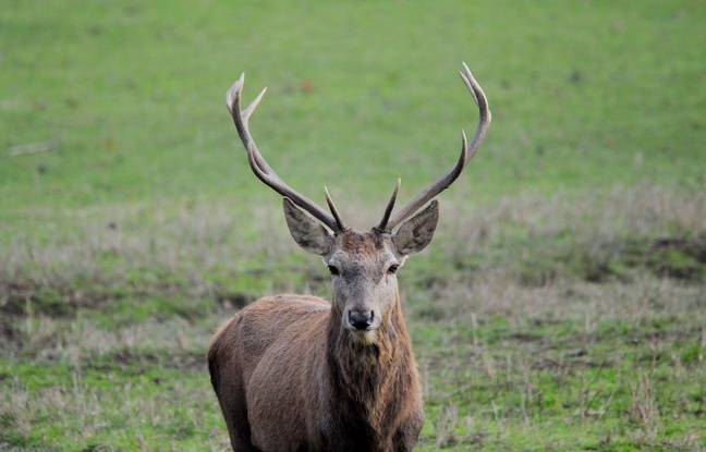 Chasse à courre : Un cerf traqué puis tué à l’arme blanche sur un trottoir dans les Yvelines