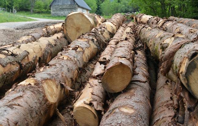 Seine-Maritime : Deux hommes meurent écrasés par des arbres dans des accidents de bûcheronnage