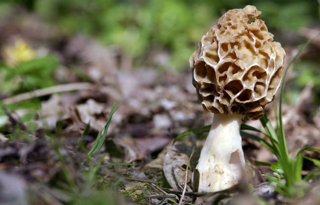 Ariège : Des tags menacent les cueilleurs de champignons, un maire dépose plainte