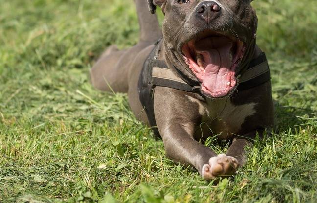 Val-de-Marne : Un chien mord deux adolescentes en pleine rue, la police l’abat