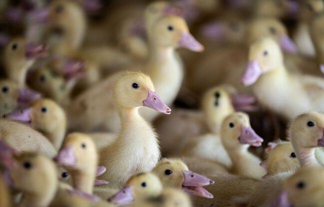 Tarn : Près de 6.000 canetons meurent asphyxiés dans l’incendie d’un bâtiment