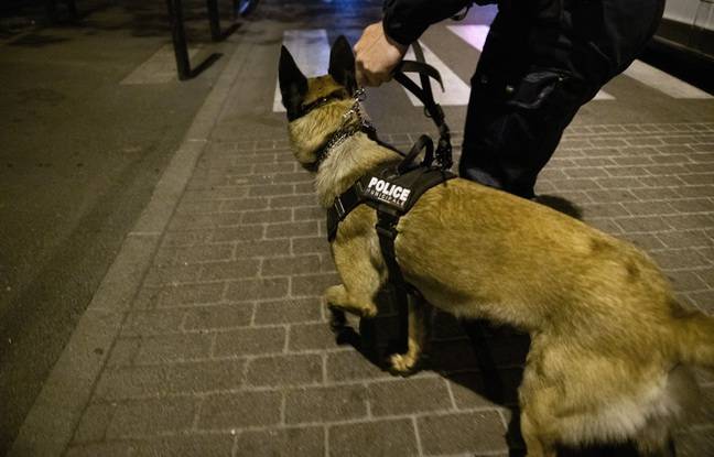 Charleville-Mézières : Un jeune violemment mordu par un chien policier pendant une intervention