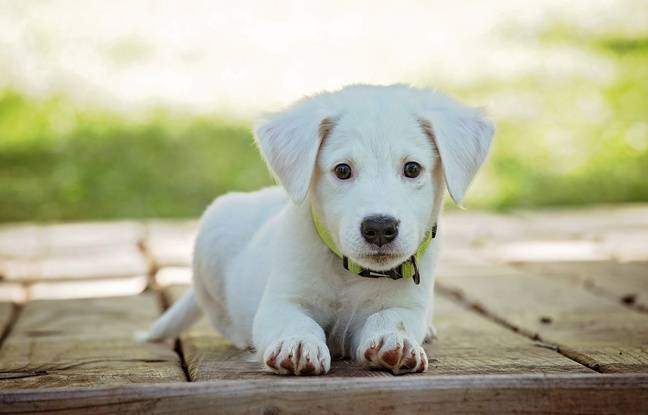 Chiot frappé à coups de pioche dans le Vaucluse : 30 millions d’Amis se porte partie civile
