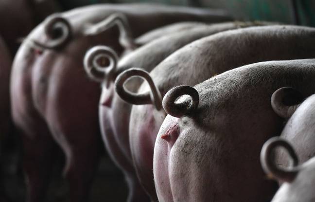 Sarthe : Un important incendie cause la mort de 2.500 cochons