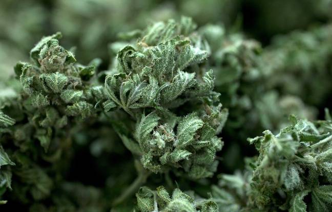 Bayonne : Ils transportaient 50 kg de cannabis dans leur camion, deux jeunes Polonais relaxés