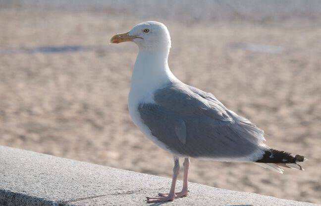 Somme : Les goélands de la région présentent d’étranges brûlures, la mairie se dédouane