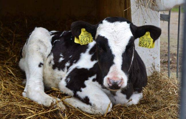 Isère : Un veau de quelques heures retrouvé mort, un loup pointé du doigt