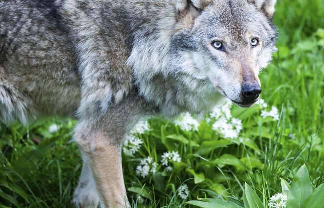 Drôme : Un loup dévore une brebis à proximité des habitations d’un village