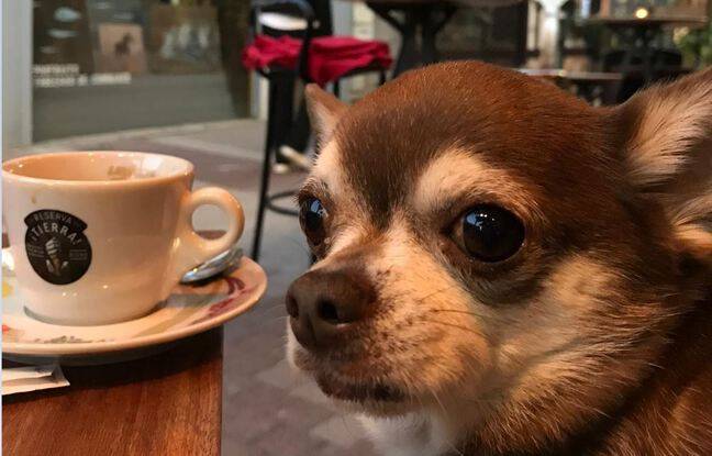 Yvelines : Pistache tué volontairement par un VTT « était un peu le chien de tout le quartier »