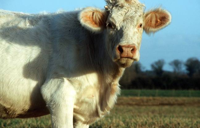 Puy-de-Dôme : Vingt-deux vaches volées en pleine nuit à un agriculteur