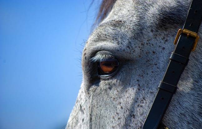 Côtes-d’Armor : Un cheval meurt après avoir été percuté par une voiture en pleine nuit