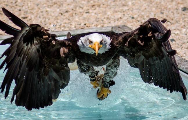 Haute-Savoie : Disparu du ciel français, le pygargue à queue blanche a été réintroduit
