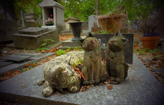 Yvelines : Le premier cimetière animalier du département pourrait bientôt voir le jour