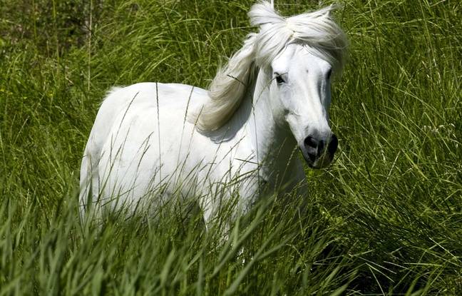 Montpellier : Une cavalière meurt écrasée par son cheval