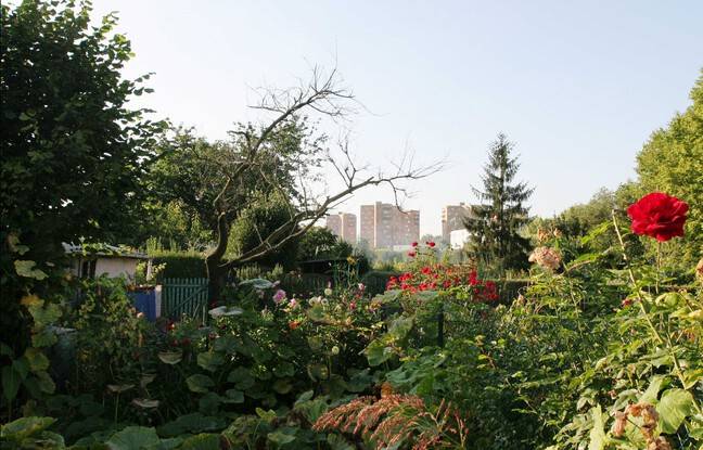 Reims : Un jardin familial et associatif partiellement détruit par un incendie