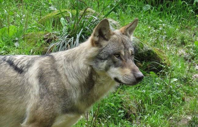 Haute-Savoie : Un loup attaque une chèvre devant une vingtaine de personnes